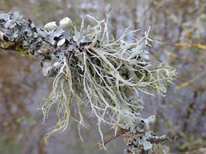 Le monde des Lichens