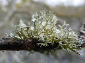 Le monde des Lichens