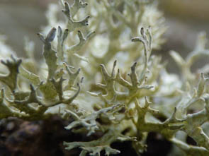 Le monde des Lichens