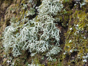 Le monde des Lichens