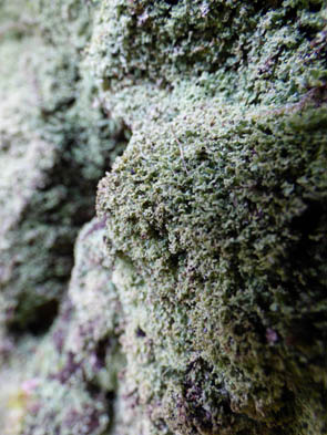 Le monde des Lichens