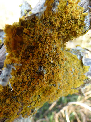 Le monde des Lichens