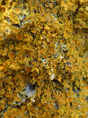 Le monde des Lichens