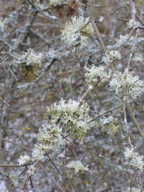 Le monde des Lichens