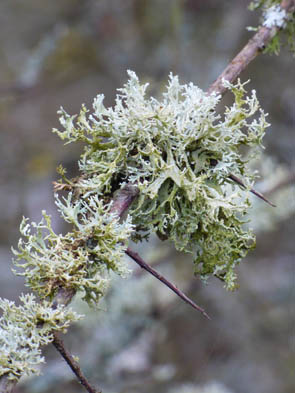 Le monde des Lichens