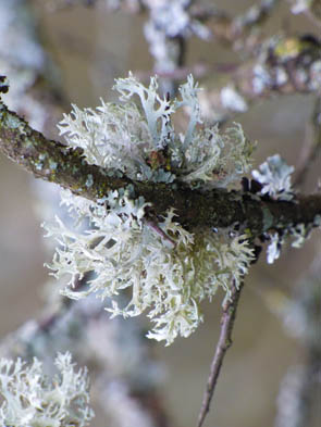 Le monde des Lichens