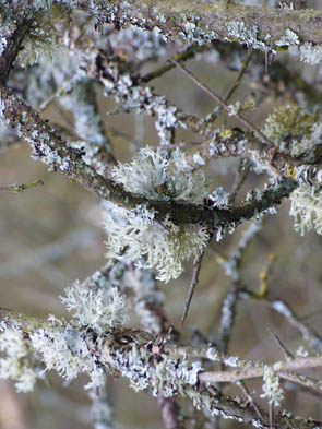 Le monde des Lichens