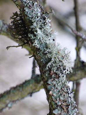 Le monde des Lichens