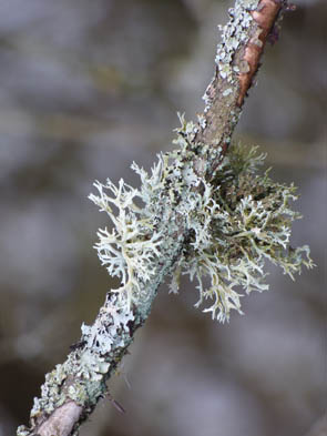 Le monde des Lichens
