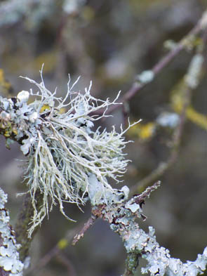 Le monde des Lichens