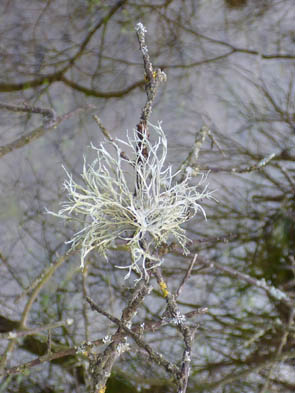Le monde des Lichens