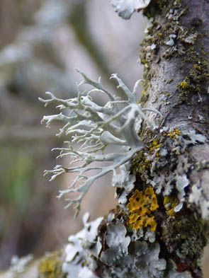 Le monde des Lichens