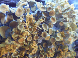 Le monde des Lichens