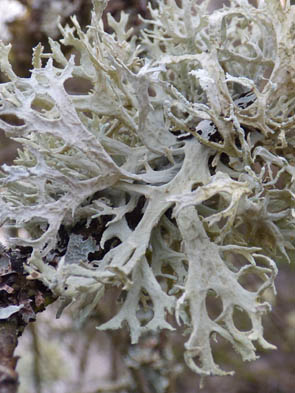 Le monde des Lichens