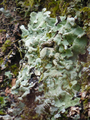 Le monde des Lichens