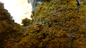 Le monde des Lichens