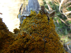 Le monde des Lichens