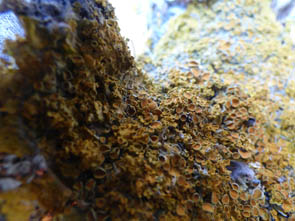 Le monde des Lichens