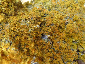 Le monde des Lichens
