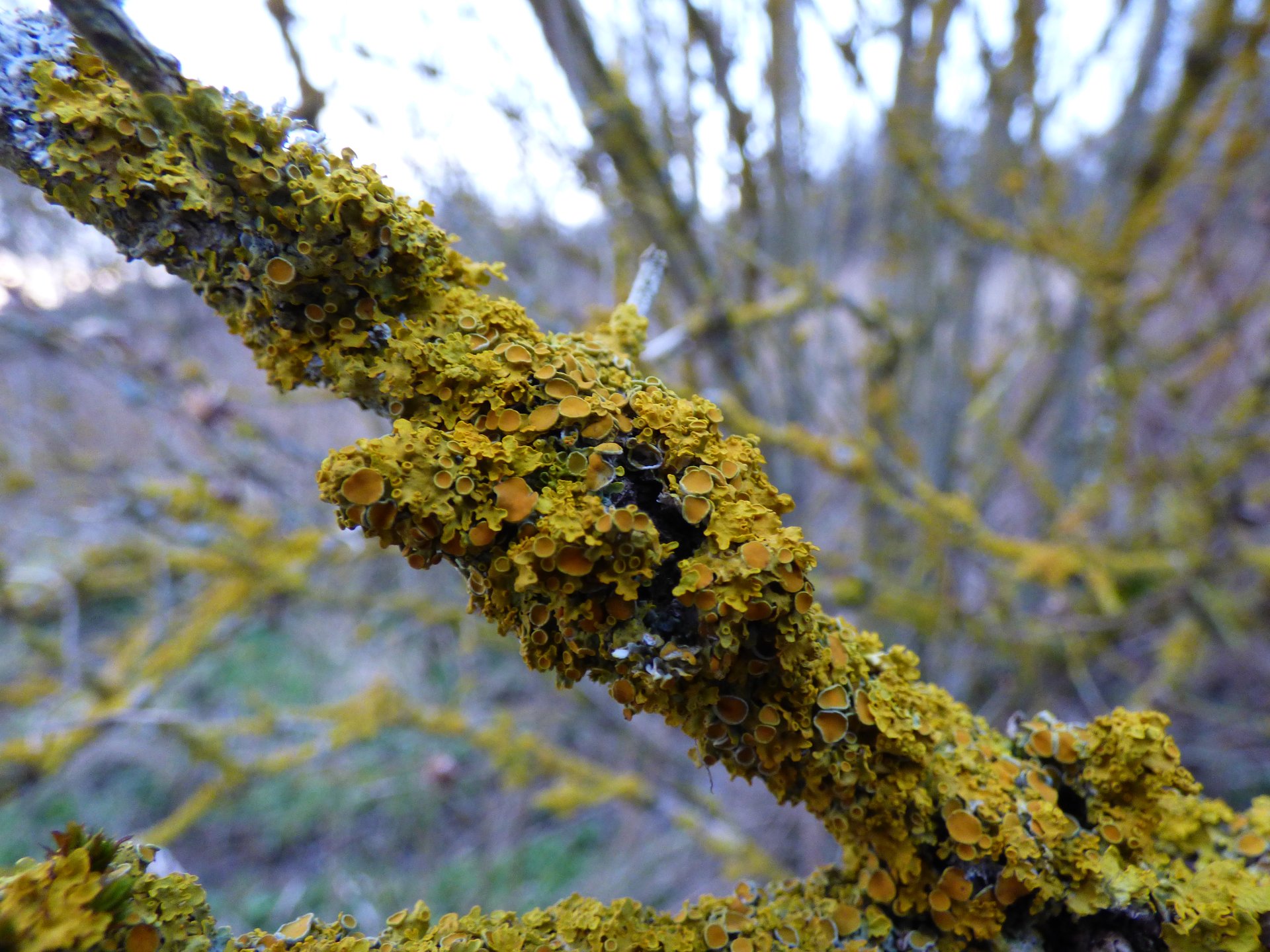Lichens