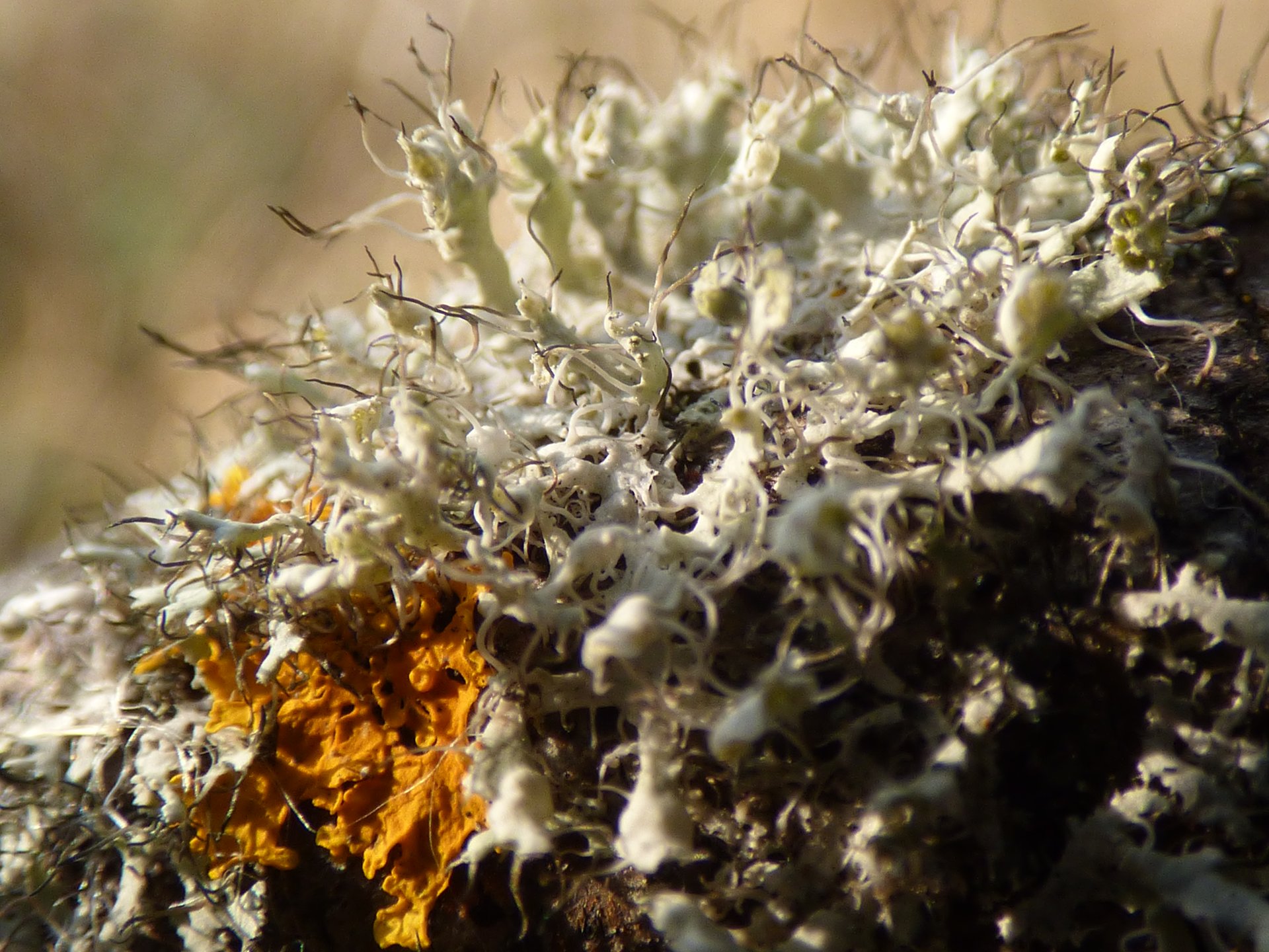 Lichens