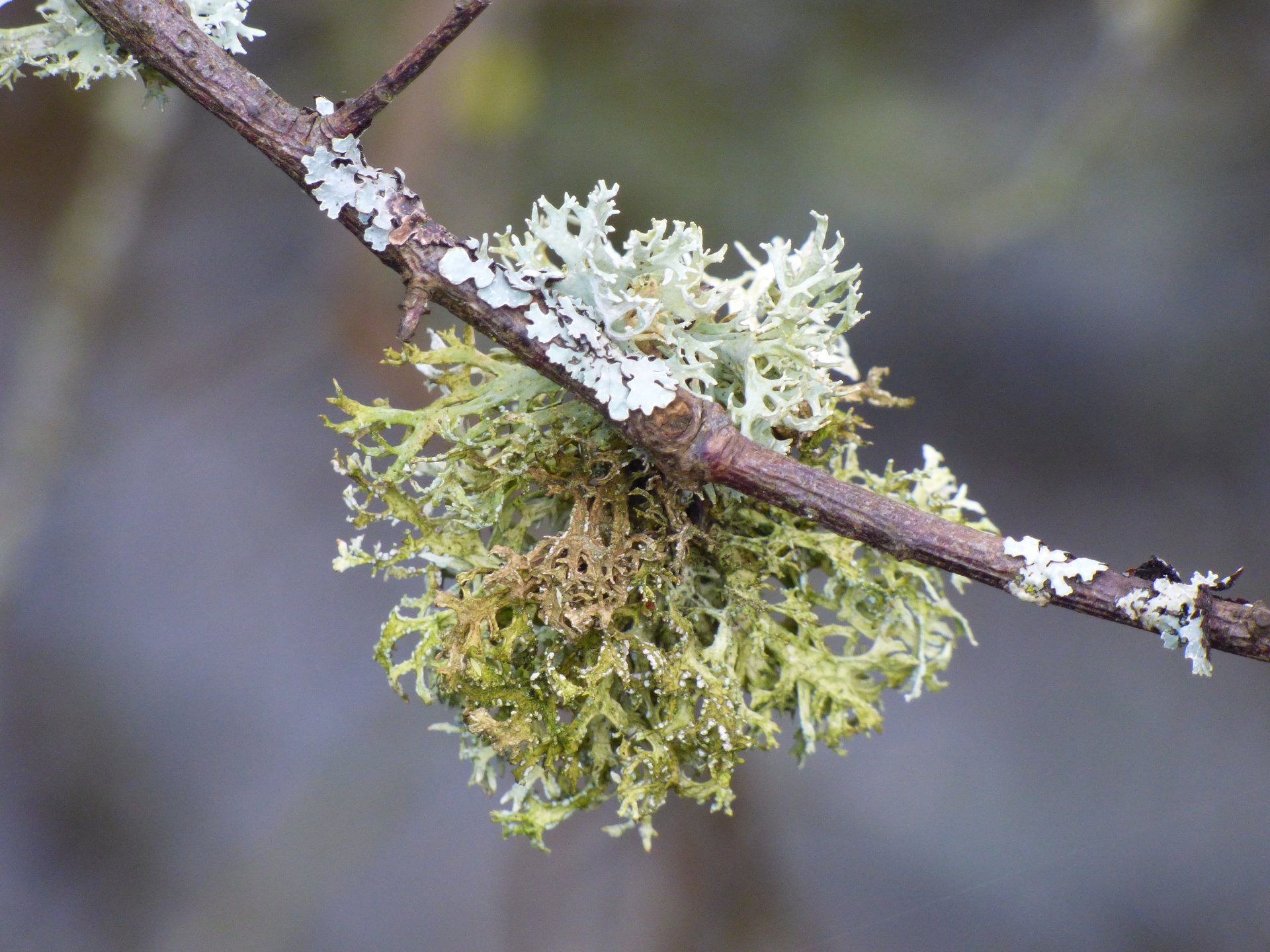 Lichens