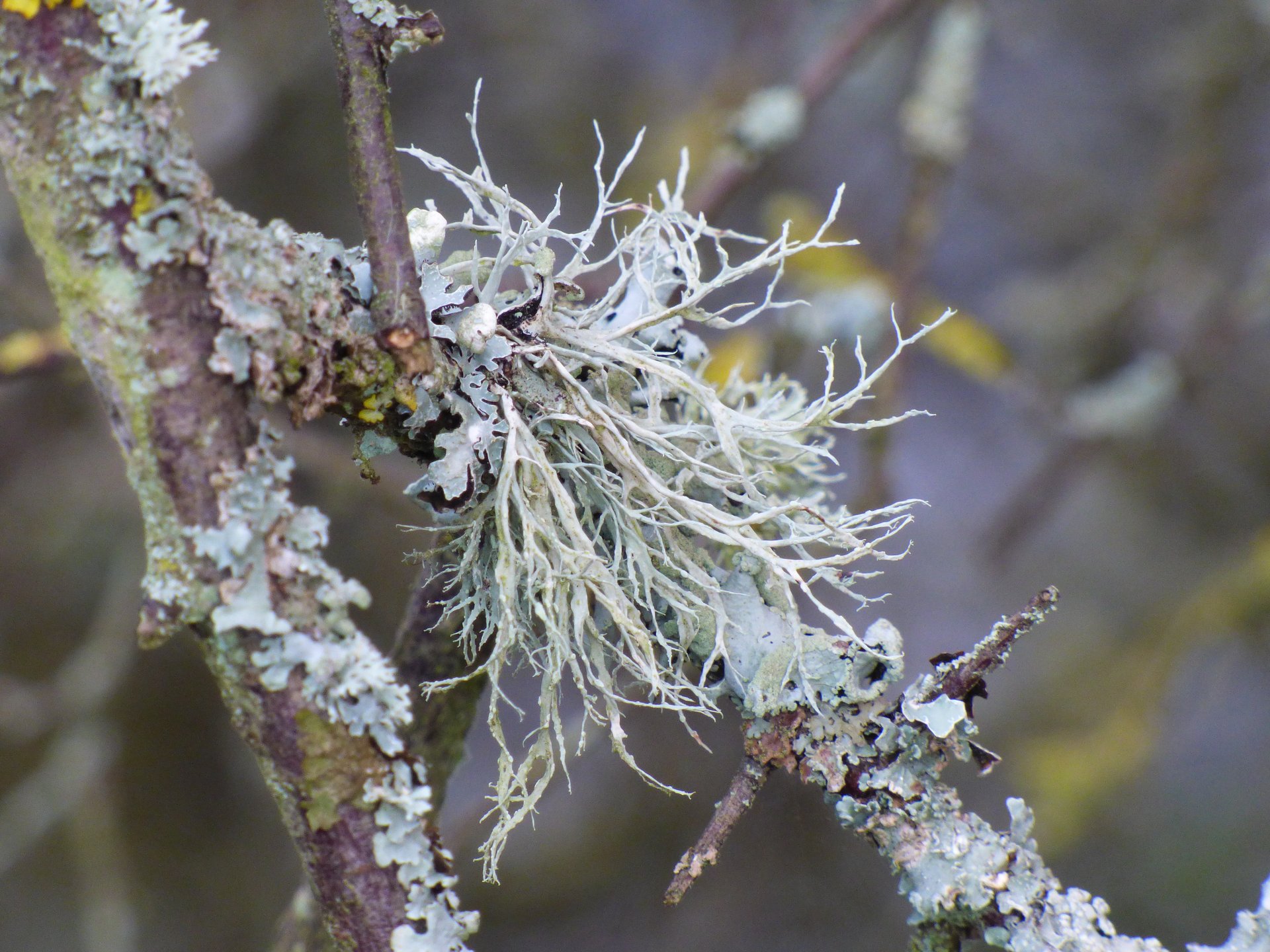 Lichens