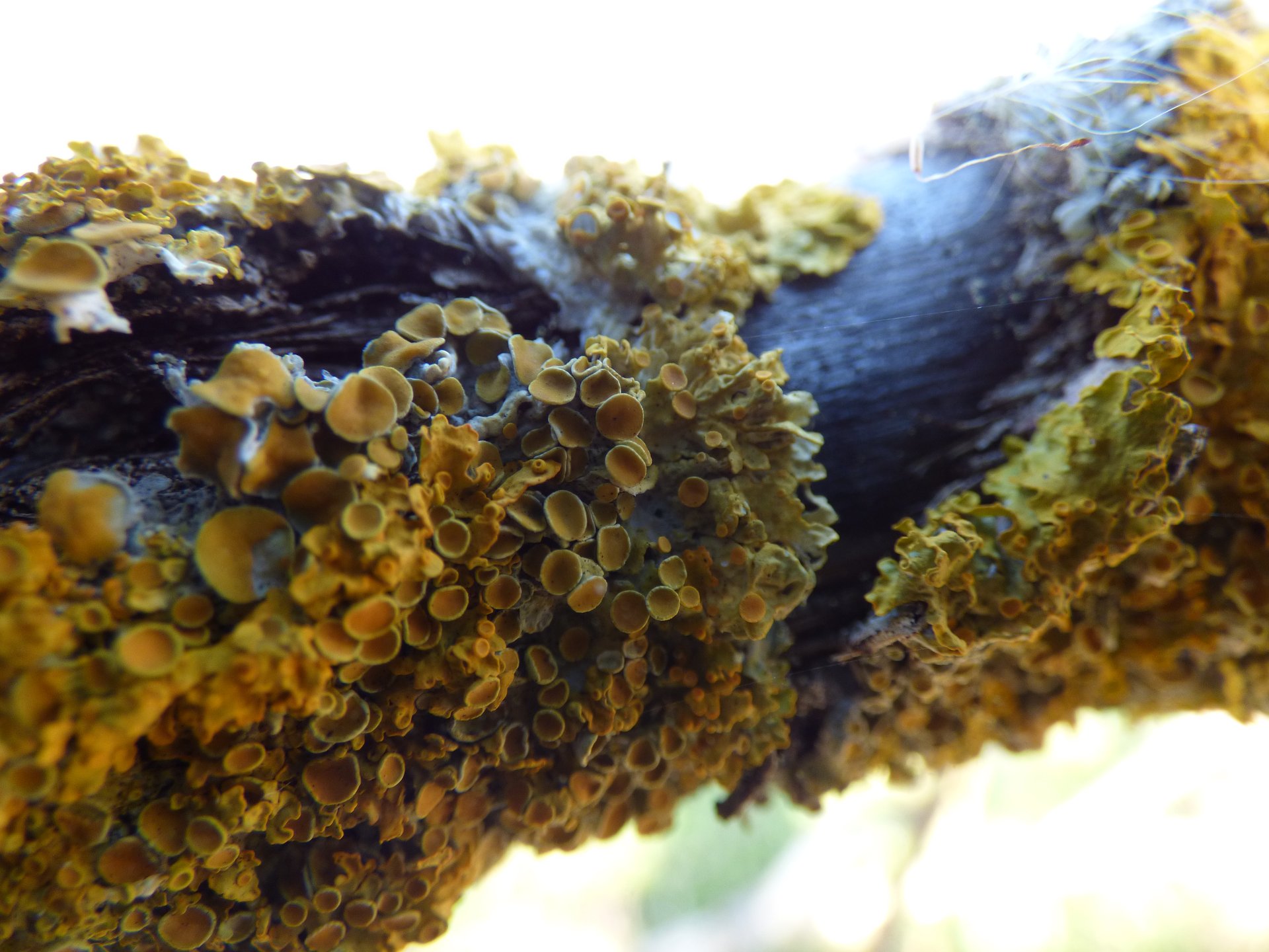 Lichens