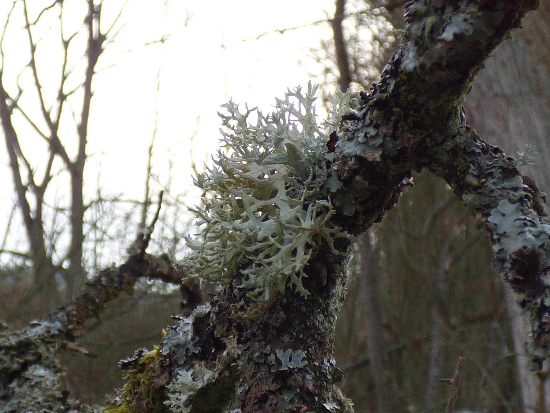 Lichens