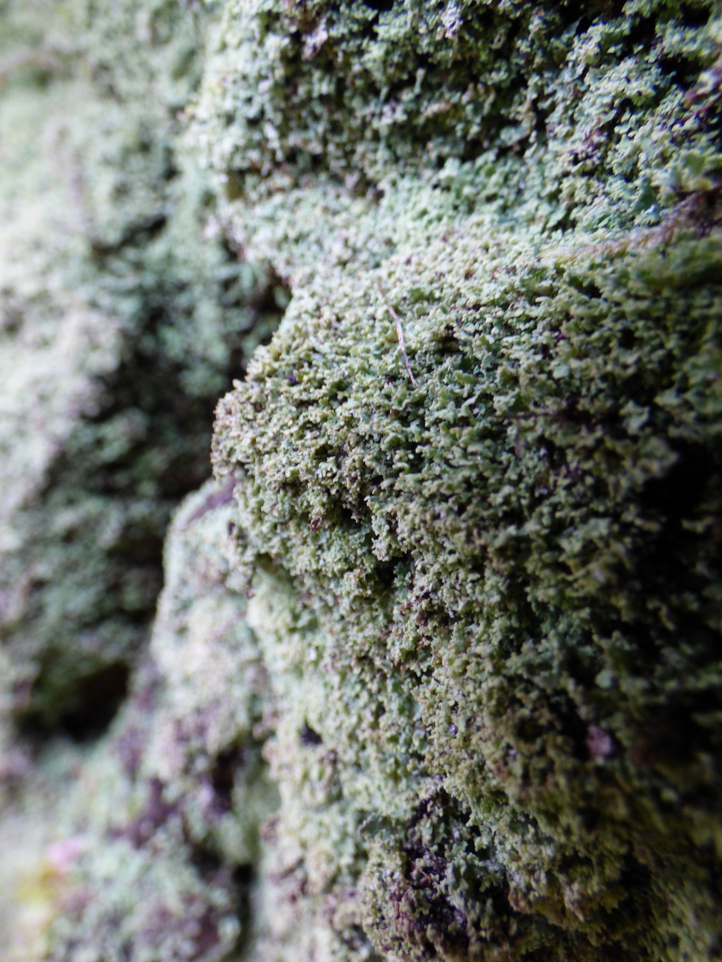 Lichens