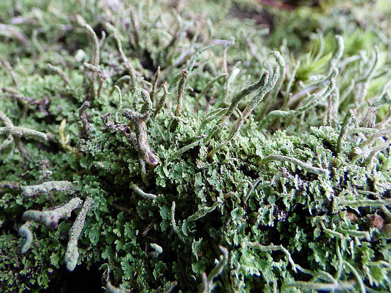 Lichens