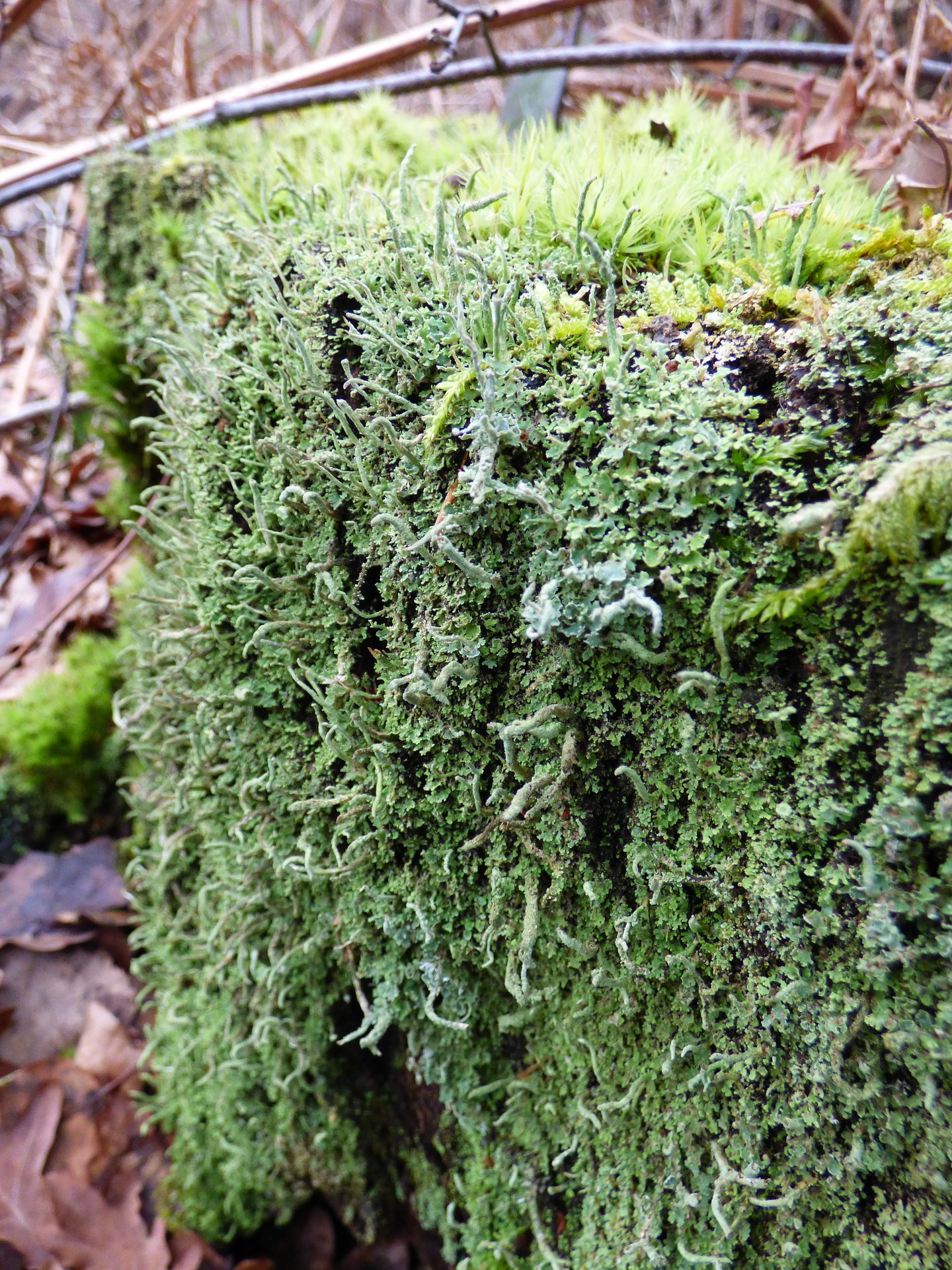 Lichens