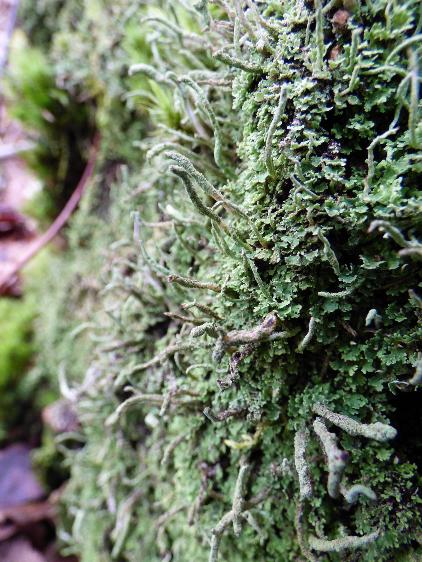 Lichens
