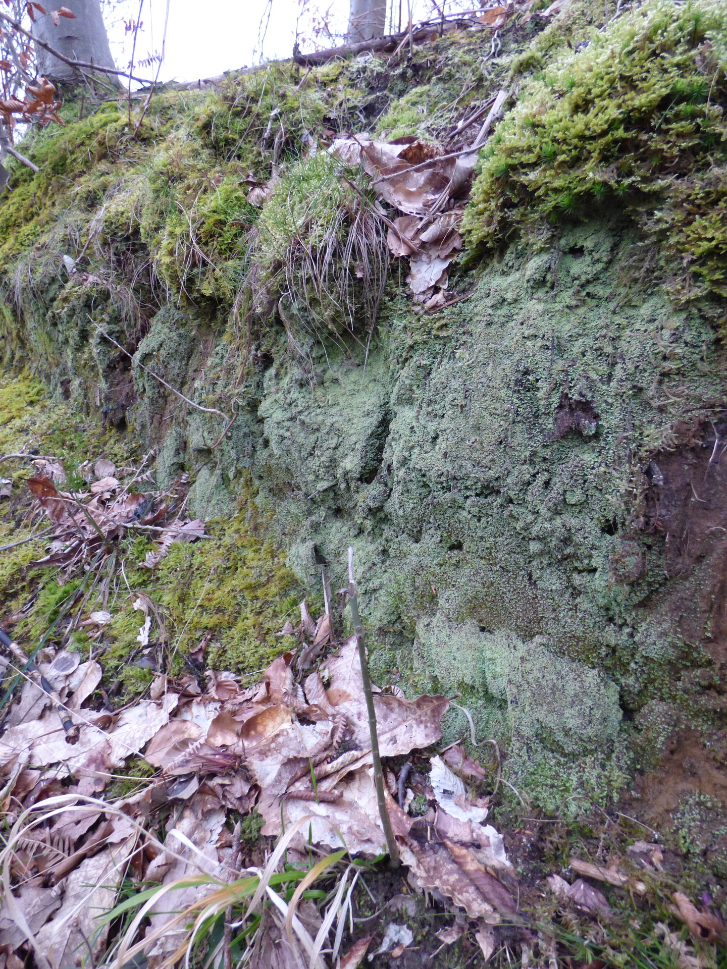 Lichens