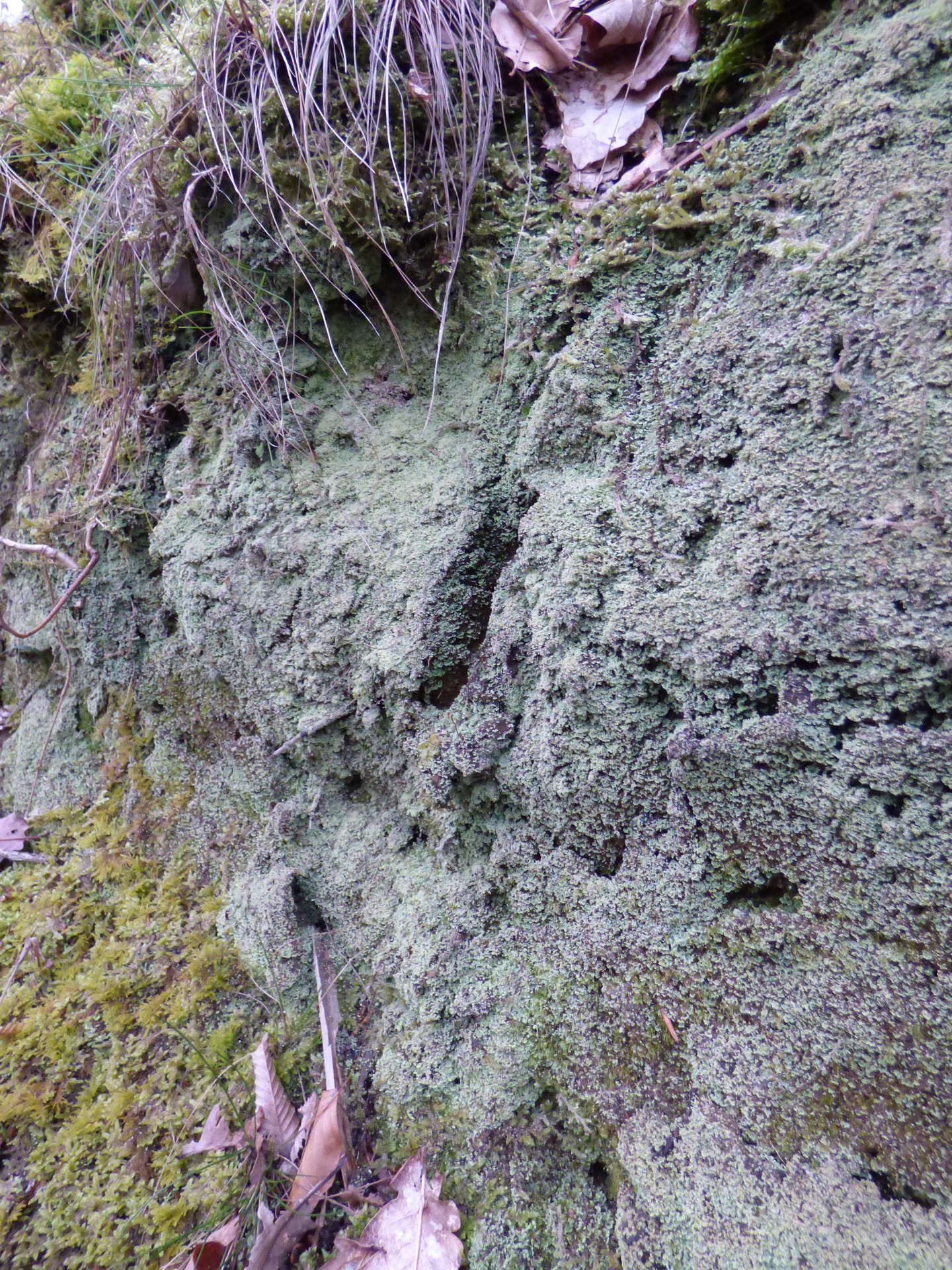 Lichens