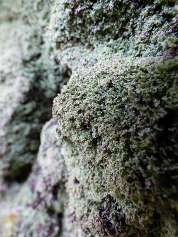 Lichens