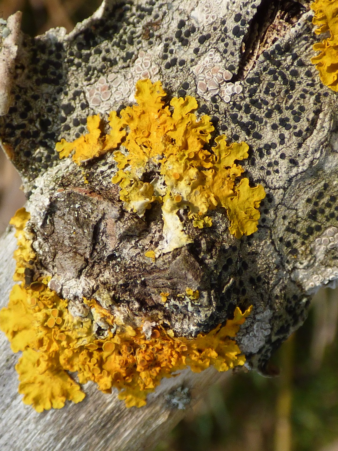 Lichens