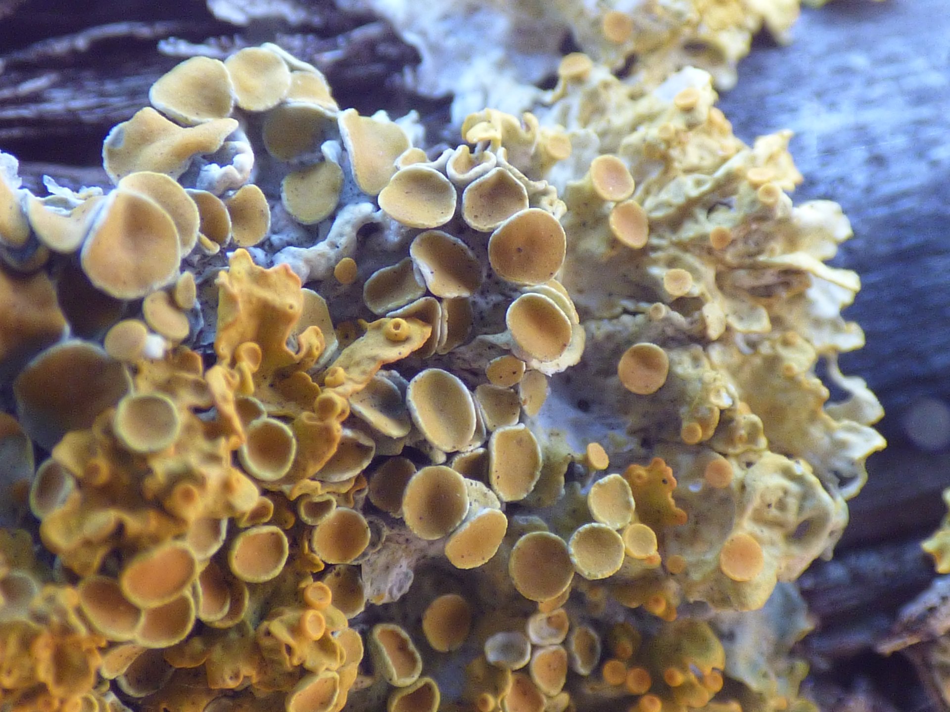 Lichens