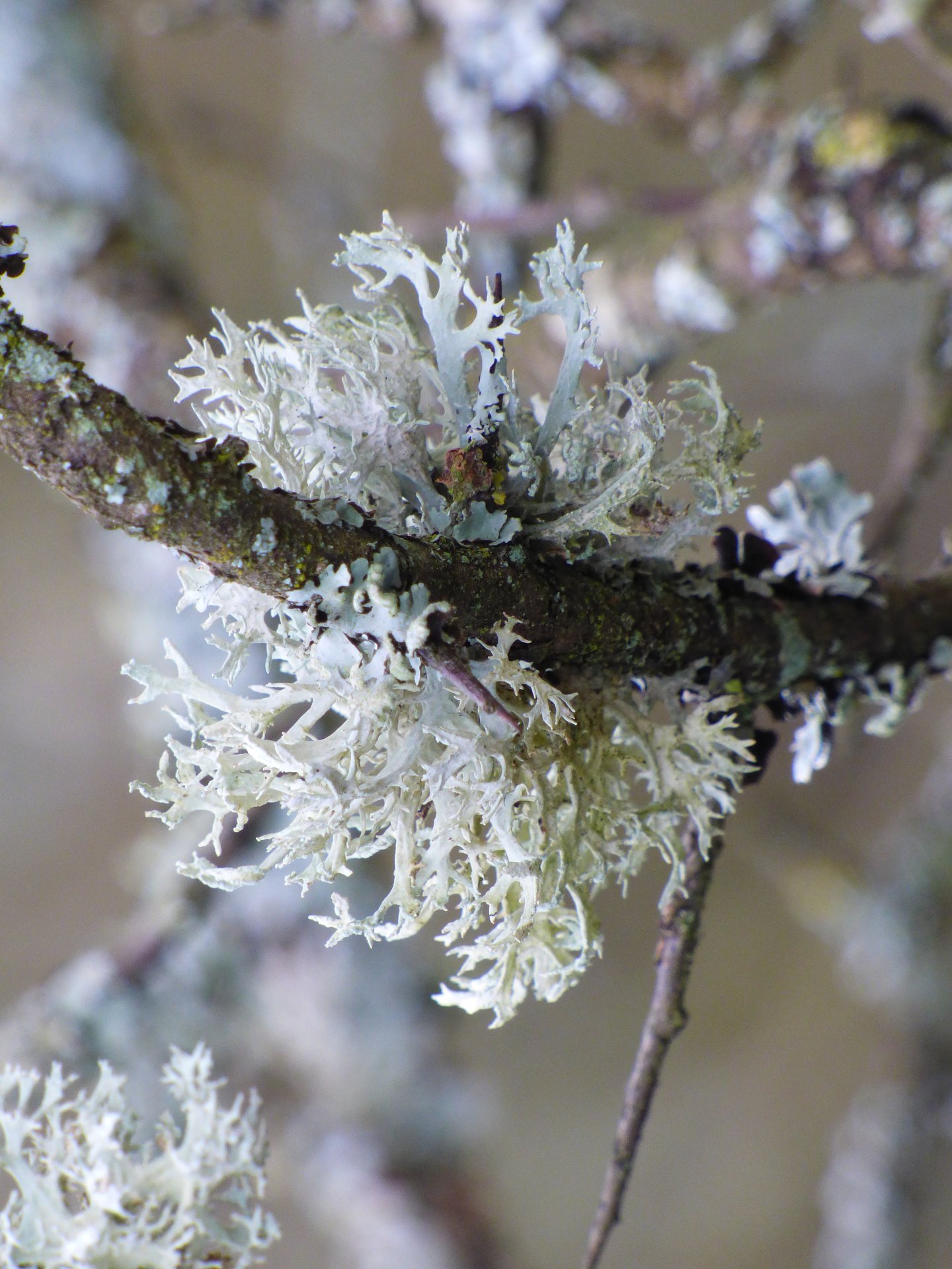 Lichens