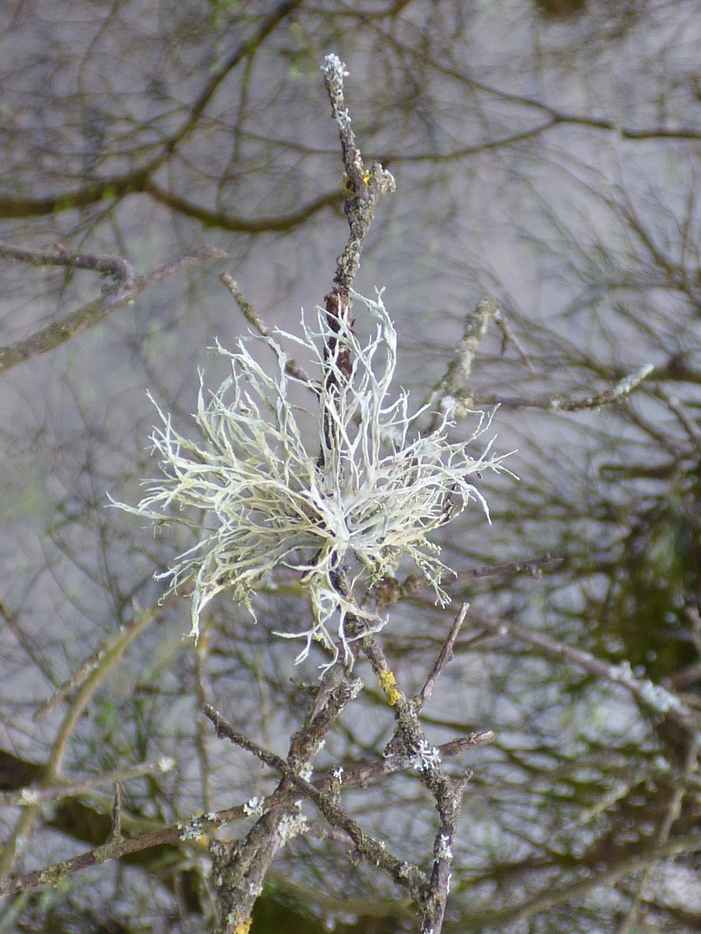 Lichens