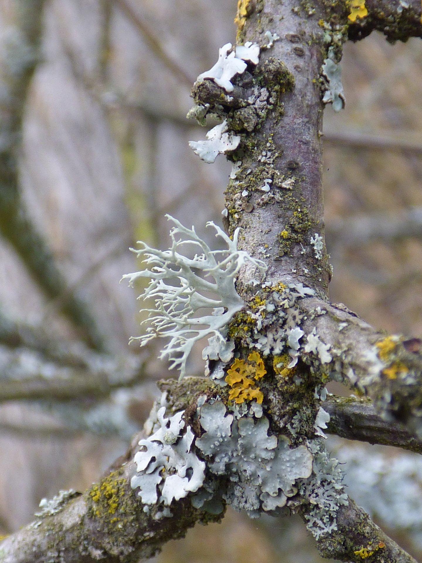 Lichens
