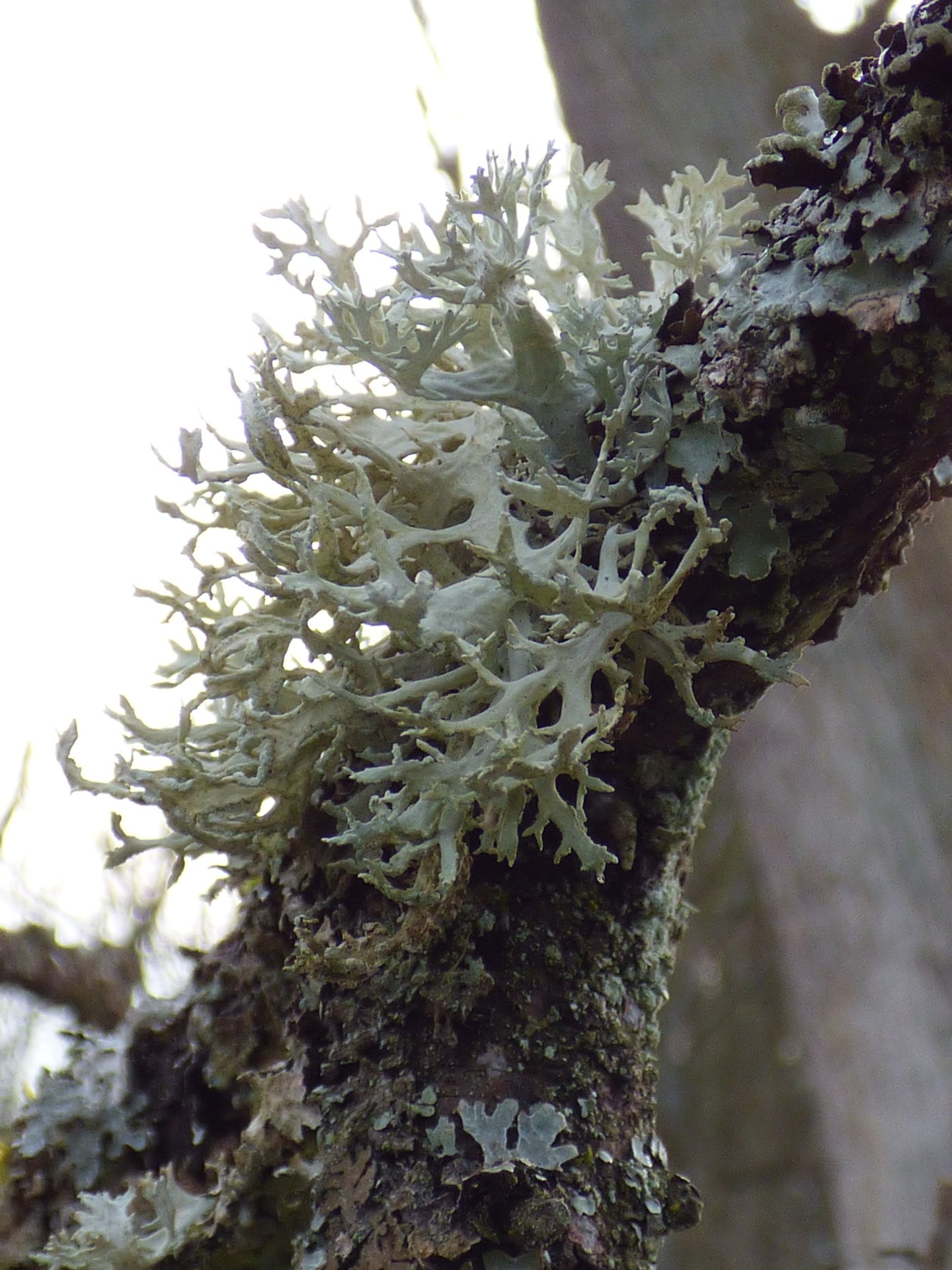 Lichens