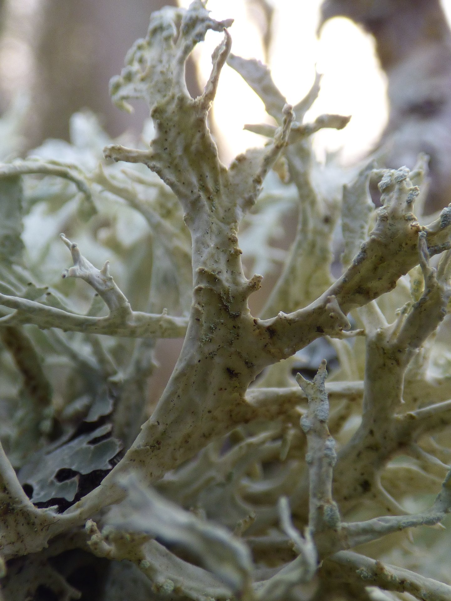 Lichens