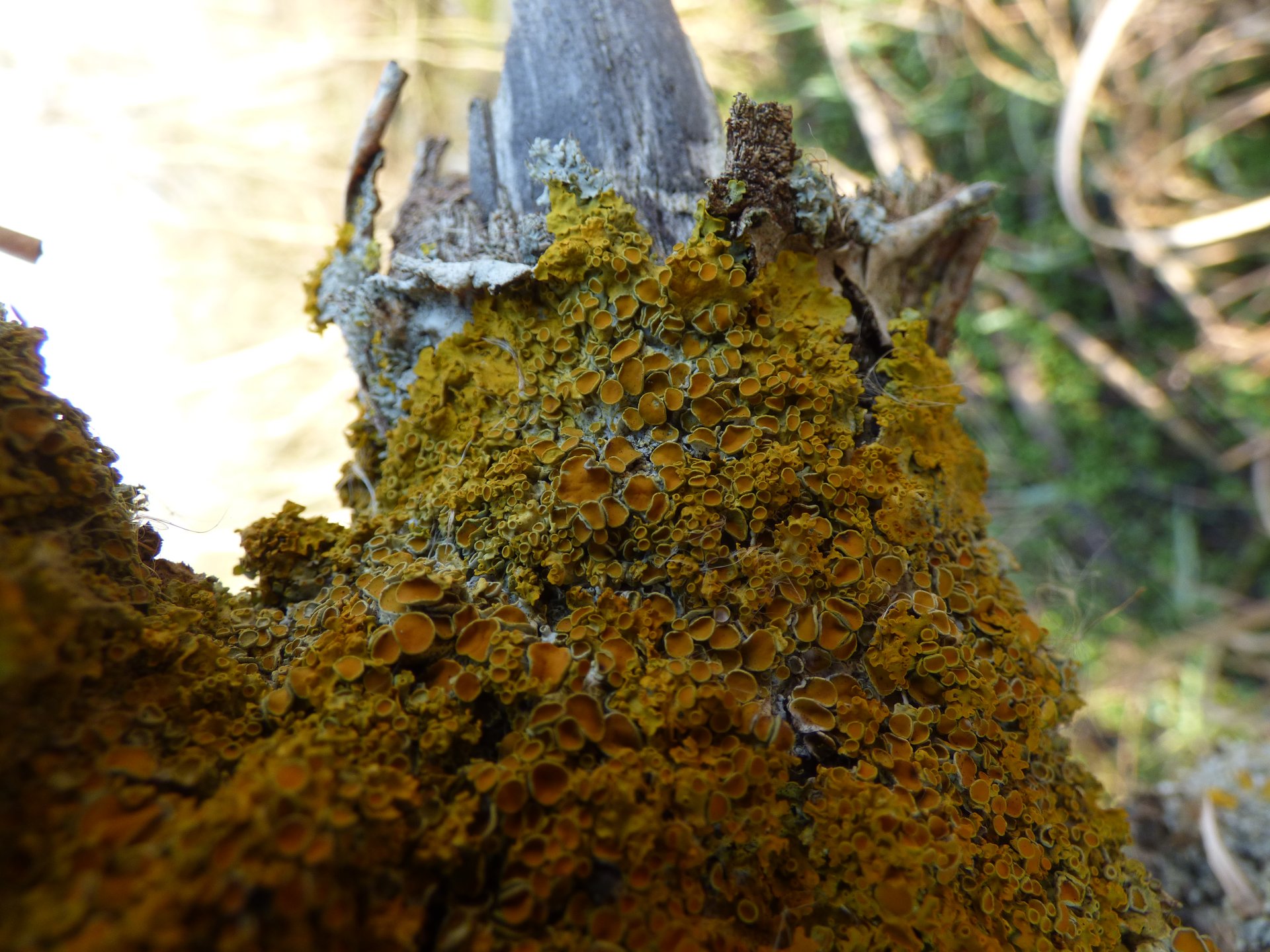Lichens