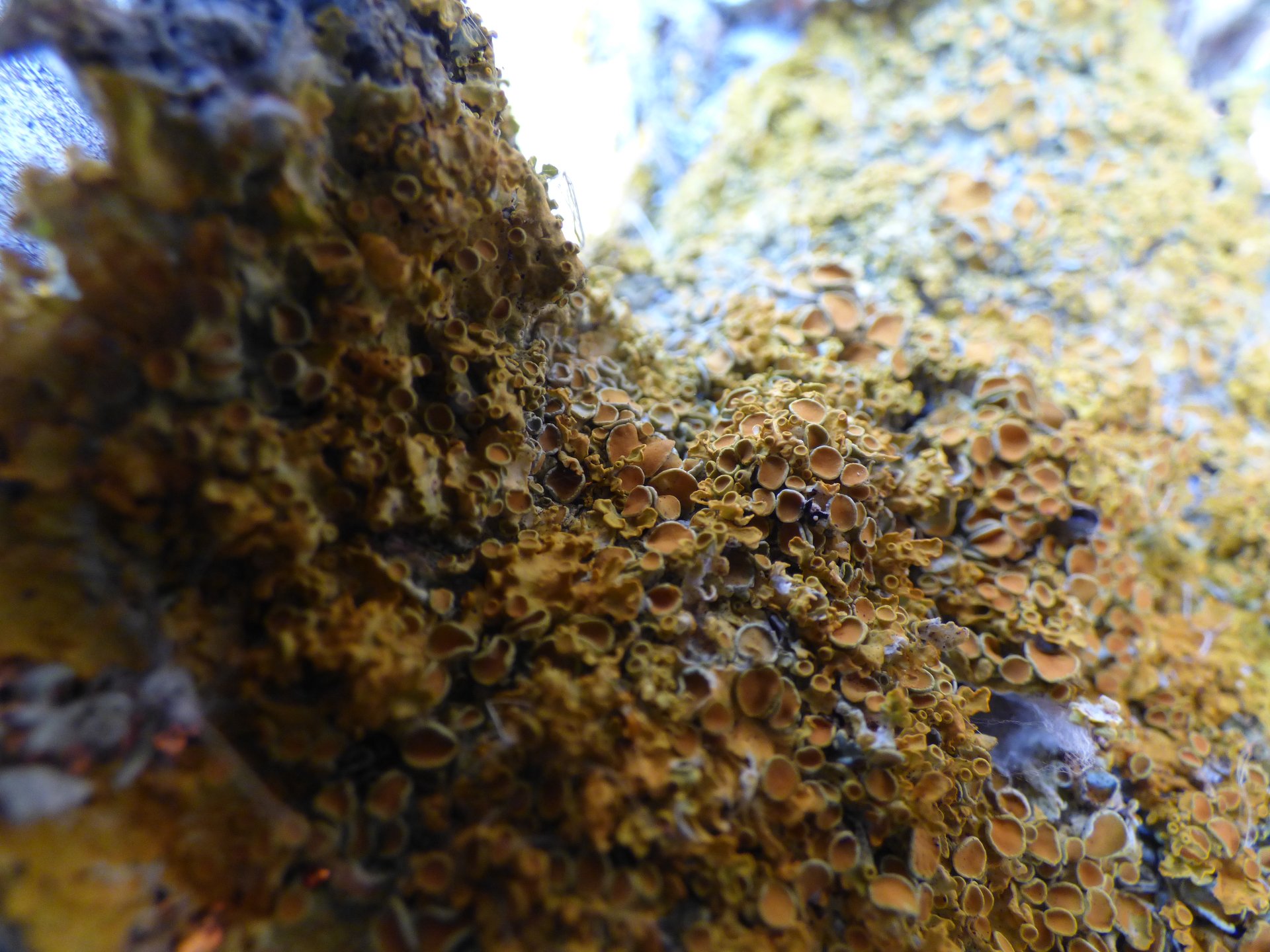 Lichens