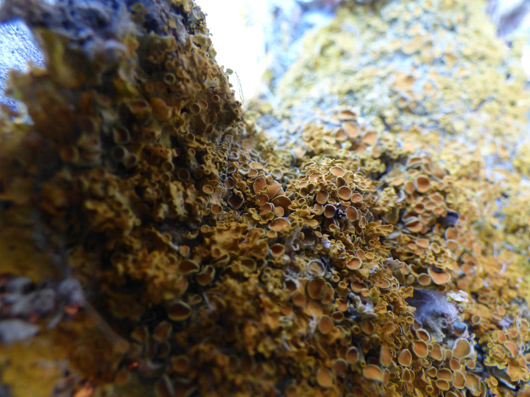 Lichens