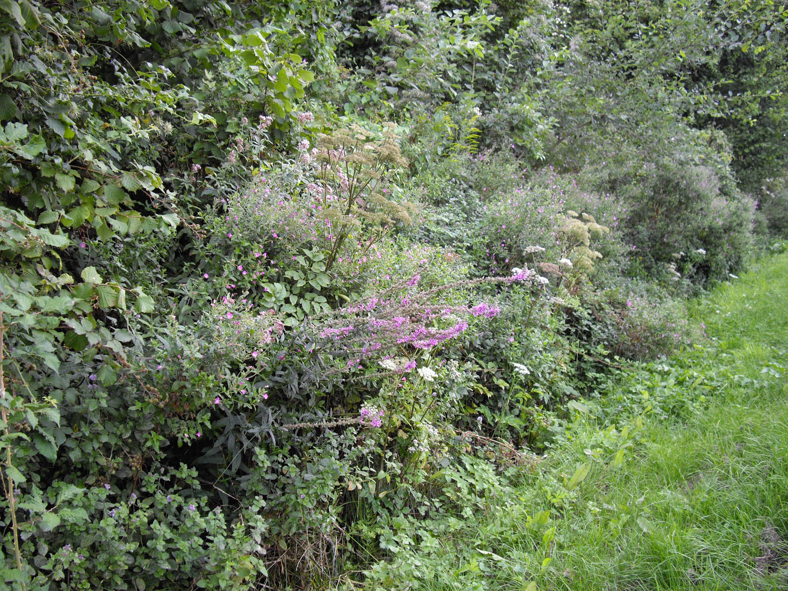 . Ruisseau enfouî.. un vrai jardin!!