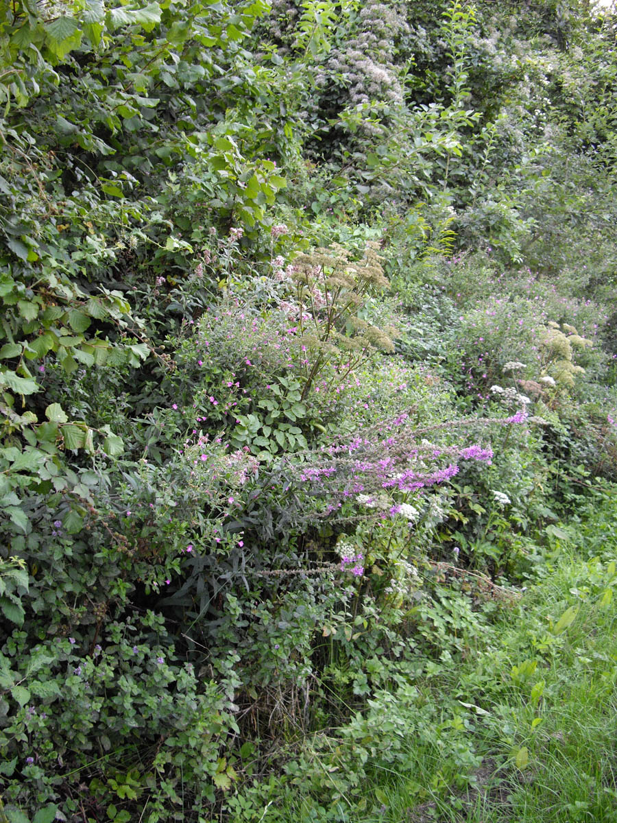 . Ruisseau enfouî.. un vrai jardin!!