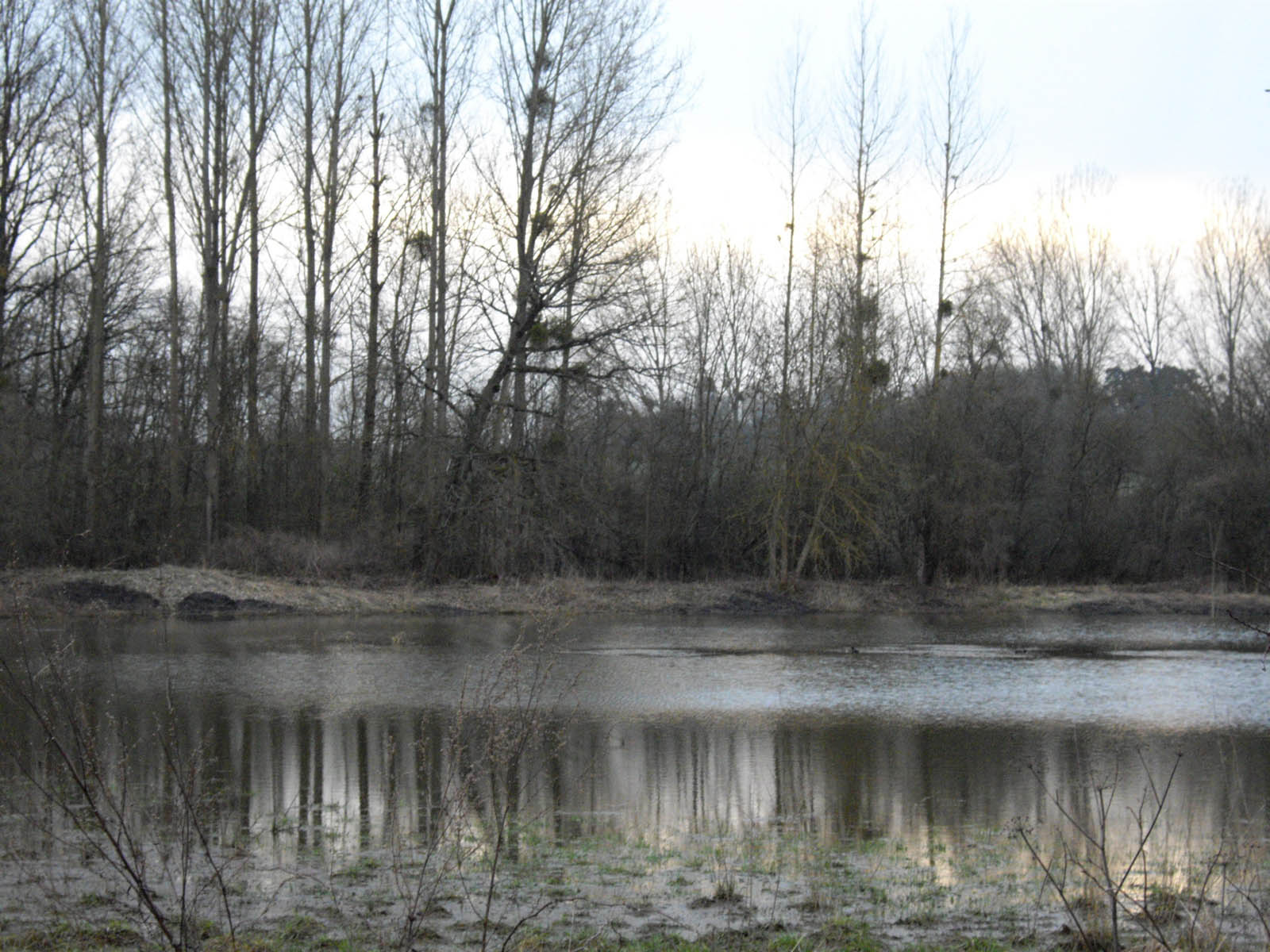 Etang de la Flache