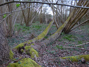 L'Ysieux